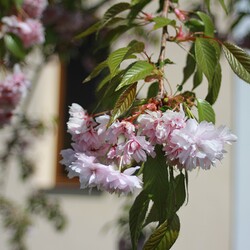 Osterspeisensegnung Jandlkapelle